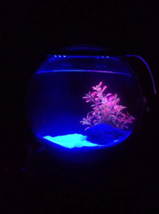 Pinsjar Acrylic Wall Hanging Fish Bowl – Wall-Mounted Aquarium Tank for Betta Fish | Aquatic Pet Supplies & Home Décor