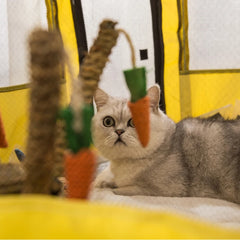 Large Dog House & Foldable Pet Bed Tent – Cozy Basket for Cats & Dogs, Perfect for Delivery