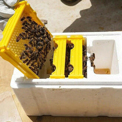 Queen Bee Breeding Box – Foam Bee Mating Hive Box for Beekeeper Garden Pollination | Bee Breeding Case & Beekeeping Equipment