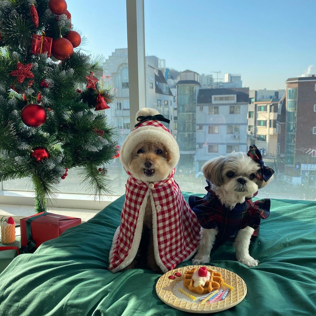 Korean Version Of The New Lovely Christmas Winter Pet Clothes Cloak