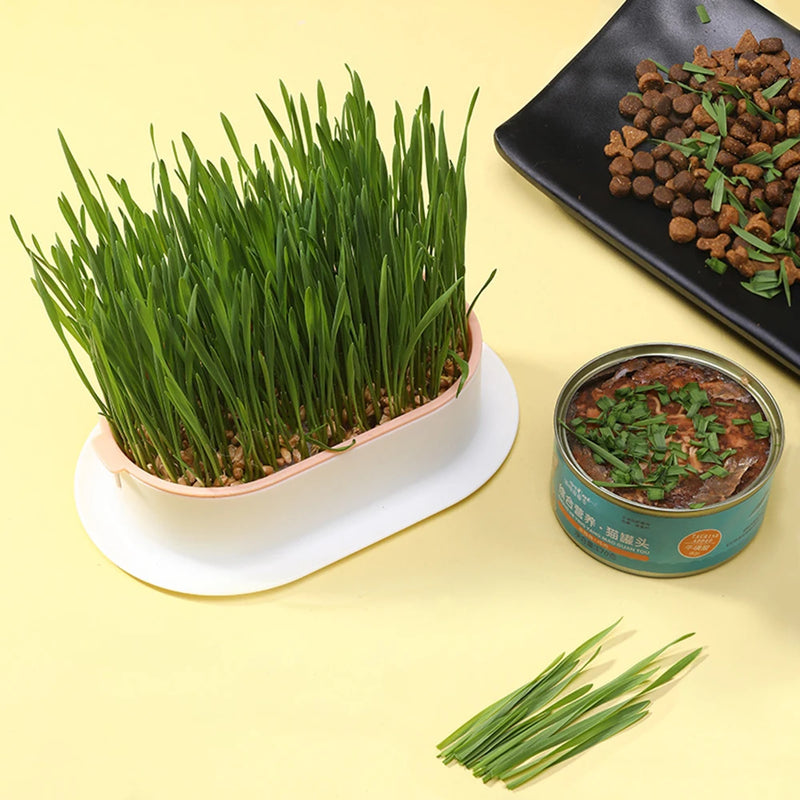 New Pet Cat Sprout Dish Growing Pot Hydroponic Plant Cat Grass Germination Digestion Starter Dish Greenhouse Grow Box