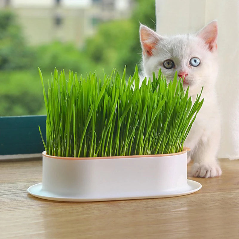 New Pet Cat Sprout Dish Growing Pot Hydroponic Plant Cat Grass Germination Digestion Starter Dish Greenhouse Grow Box